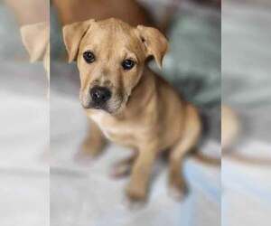 Labrador Retriever-Unknown Mix Dogs for adoption in Brewster, NY, USA