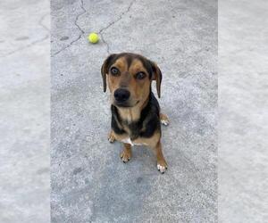 Beagle Dogs for adoption in Fremont, CA, USA