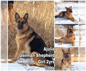 German Shepherd Dog Dogs for adoption in Seattle, WA, USA