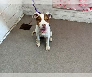 Mutt Dogs for adoption in San Bernardino, CA, USA