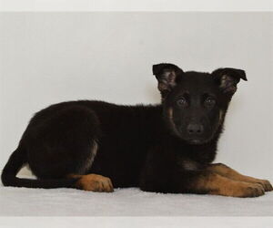 German Shepherd Dog-Unknown Mix Dogs for adoption in Oroville, CA, USA