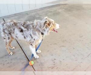Australian Shepherd Dogs for adoption in Surprise , AZ, USA