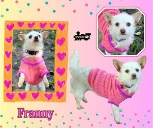 Chihuahua-Unknown Mix Dogs for adoption in Lindsay, CA, USA