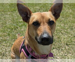 Chihuahua-Unknown Mix Dogs for adoption in Mundelein, IL, USA