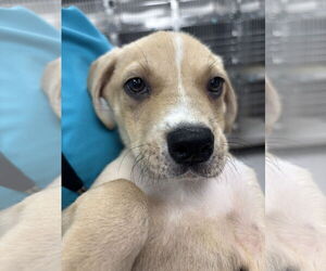 Boxador Dogs for adoption in Washington, DC, USA