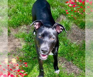 Labrador Retriever-Unknown Mix Dogs for adoption in Mount Laurel, NJ, USA