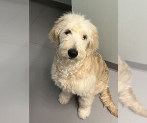 Golden Retriever Dogs for adoption in Lake City, MI, USA