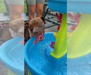 American Pit Bull Terrier Dogs for adoption in Charlotte, NC, USA