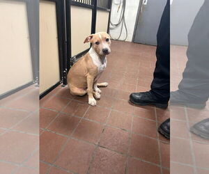 American Pit Bull Terrier-Unknown Mix Dogs for adoption in Princeton, MN, USA