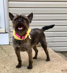 Cairn Terrier Dogs for adoption in Plainfield, IL, USA
