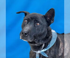 Mutt Dogs for adoption in Pasadena, CA, USA