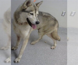 Siberian Husky-Unknown Mix Dogs for adoption in Pasadena, TX, USA