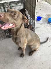 Medium Photo #1 Labrador Retriever-Unknown Mix Puppy For Sale in San Angelo, TX, USA