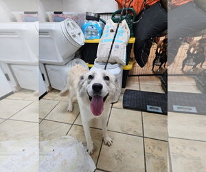Great Pyrenees-Unknown Mix Dogs for adoption in El Centro, CA, USA