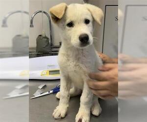 Labrador Retriever-Unknown Mix Dogs for adoption in Visalia, CA, USA