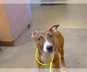 American Pit Bull Terrier-Unknown Mix Dogs for adoption in Sacramento, CA, USA