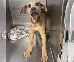 Boxer-Unknown Mix Dogs for adoption in Washington, DC, USA