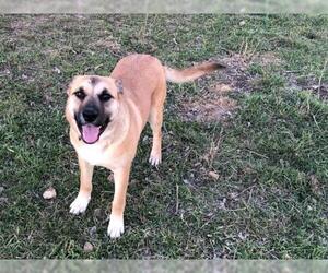 Labrador Retriever-Unknown Mix Dogs for adoption in Thorndale, TX, USA