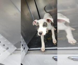 American Staffordshire Terrier-Unknown Mix Dogs for adoption in San Antonio, TX, USA