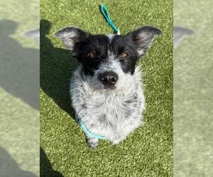 Mutt Dogs for adoption in San Martin, CA, USA