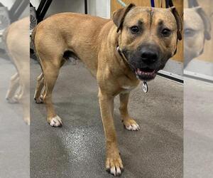 Mastiff-Unknown Mix Dogs for adoption in Forestville, MD, USA