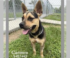American Pit Bull Terrier-Unknown Mix Dogs for adoption in Conroe, TX, USA