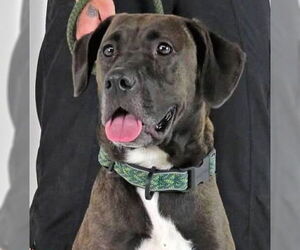 Great Dane-Labrador Retriever Mix Dogs for adoption in Minneapolis, MN, USA