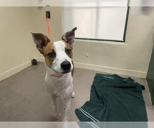 Australian Kelpie Dogs for adoption in Pasadena, CA, USA