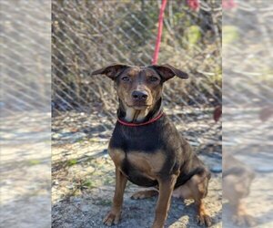 Doberman Pinscher Dogs for adoption in Lacombe, LA, USA