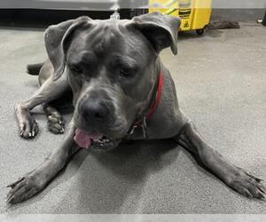 Mutt Dogs for adoption in Forestville, MD, USA