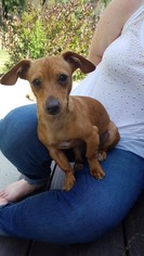 Chiweenie Dogs for adoption in Belleuve, NE, USA