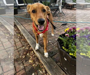 Labrador Retriever-Unknown Mix Dogs for adoption in Princeton, MN, USA