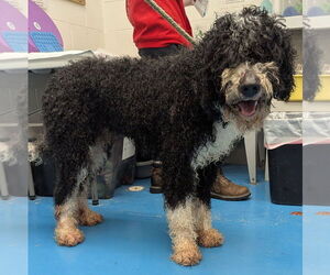 Bernese Mountain Dog-Unknown Mix Dogs for adoption in Muskegon, MI, USA
