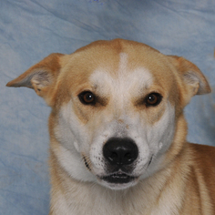 Alaskan Husky-Unknown Mix Dogs for adoption in Danville, KY, USA