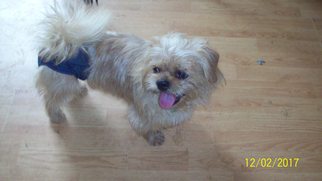 Medium Photo #1 Shih Tzu-Unknown Mix Puppy For Sale in Crossville, AL, USA