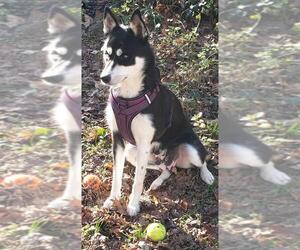 Huskies -Unknown Mix Dogs for adoption in Cary, NC, USA