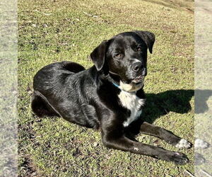 Labbe Dogs for adoption in Bristol, CT, USA