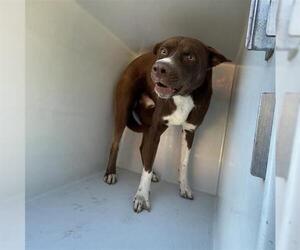 Labrador Retriever-Unknown Mix Dogs for adoption in Houston, TX, USA