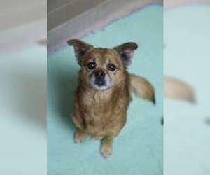 Mutt Dogs for adoption in Oskaloosa, IA, USA