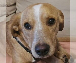 Labrador Retriever-Unknown Mix Dogs for adoption in Canton, CT, USA