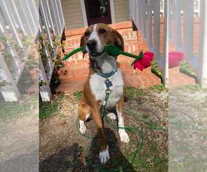 Treeing Walker Coonhound-Unknown Mix Dogs for adoption in Durham, NC, USA