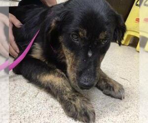 Australian Shepherd-Unknown Mix Dogs for adoption in Riverside, CA, USA