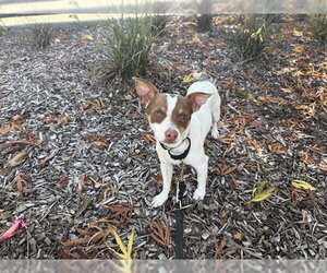 Parson Russell Terrier Dogs for adoption in Berkeley , CA, USA