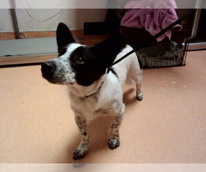 Mutt Dogs for adoption in Martinez, CA, USA