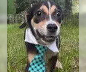Beagle-Unknown Mix Dogs for adoption in Bristol, CT, USA