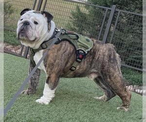Bulldog Dogs for adoption in San Antonio, TX, USA