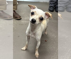Chihuahua-Unknown Mix Dogs for adoption in Andover, MN, USA