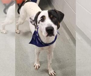 Lab-Pointer Dogs for adoption in Randleman, NC, USA