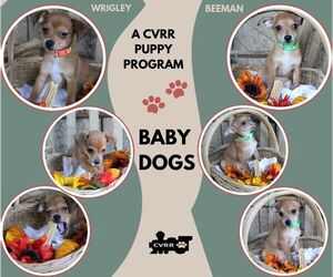 Chihuahua-Unknown Mix Dogs for adoption in Lindsay, CA, USA