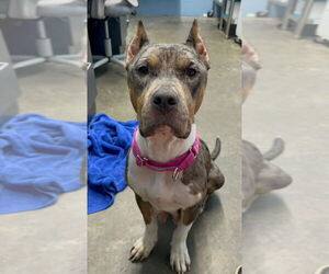 Bullboxer Pit Dogs for adoption in Evansville, IN, USA